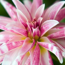 Dahlias, Dahlia Types, dahlia Varieties, Cactus Dahlias, Semi Cactus Dahlias, Decorative Dahlias, Pompon Dahlias, Ball Dahlias, Anemone Dahlias, Collarette Dahlias, Mignon Dahlias, Single Dahlias, Peony Dahlias, Orchid Dahlias, Waterlily Dahlias